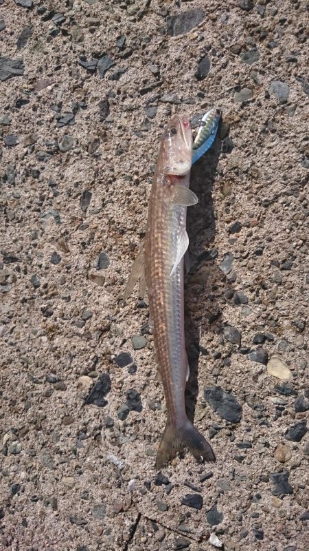 エギング&エソング