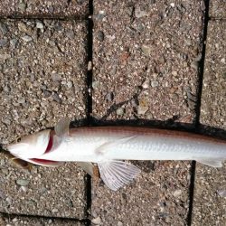台風後のデイアジング