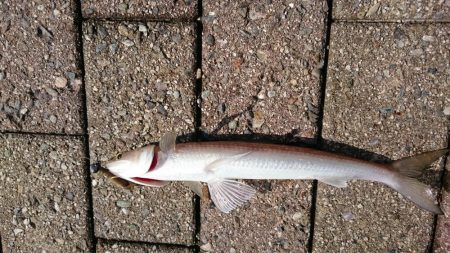 台風後のデイアジング