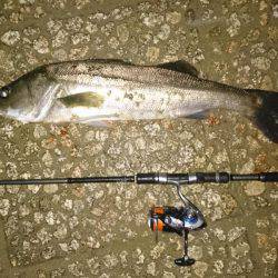 ソラリアでシーバス