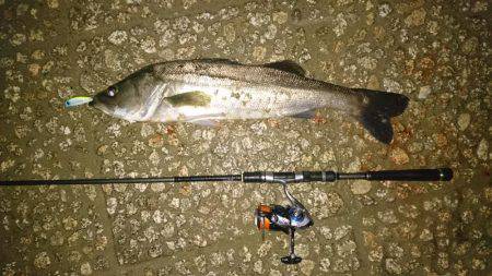 ソラリアでシーバス