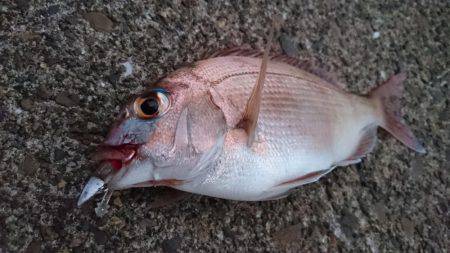 ウルトラライトゲーム