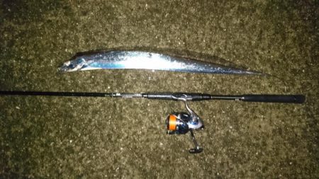 ケーソンタチウオ