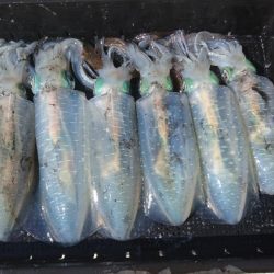 盛漁丸でティップラン