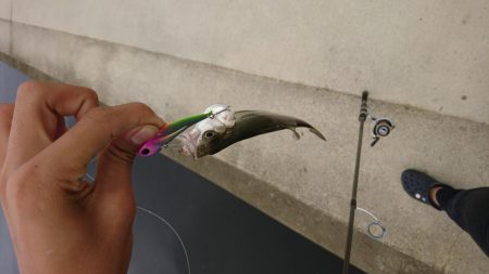 ミニミニシーバス