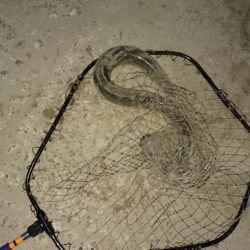 シーバスと珍客