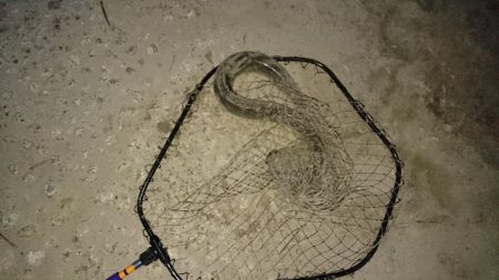 シーバスと珍客