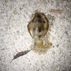 アオリイカ2杯のみ