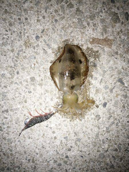 アオリイカ2杯のみ