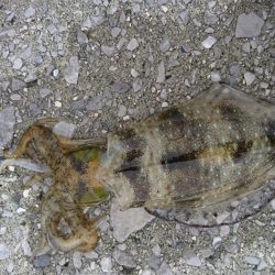 寄り道エギング