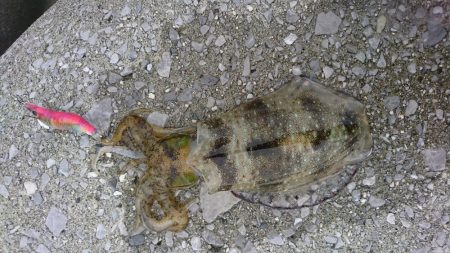 寄り道エギング