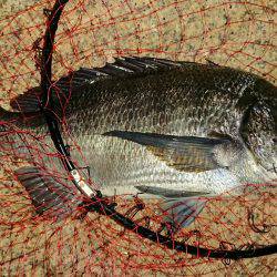 淀川キビレ2017年10月