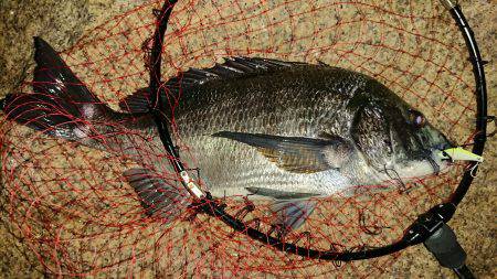 淀川キビレ2017年10月