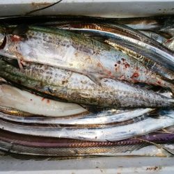 タチウオ　初ツヌケ