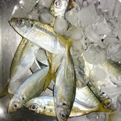 ちょい渋アジング