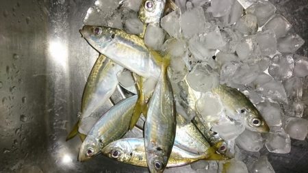 ちょい渋アジング