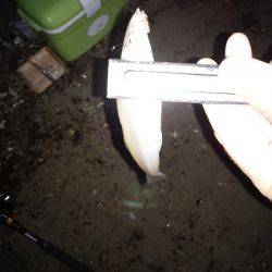 キスがいない・・・