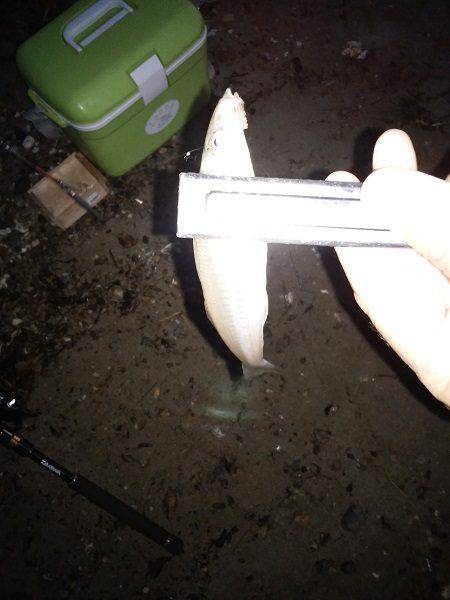 キスがいない・・・