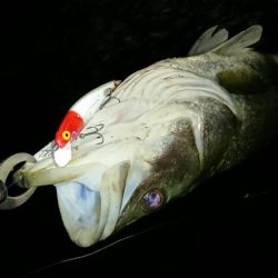 神崎川シーバス2017年10月17日