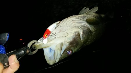 神崎川シーバス2017年10月17日