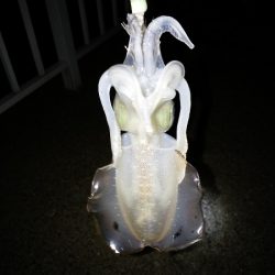 エギングは難しい・・・