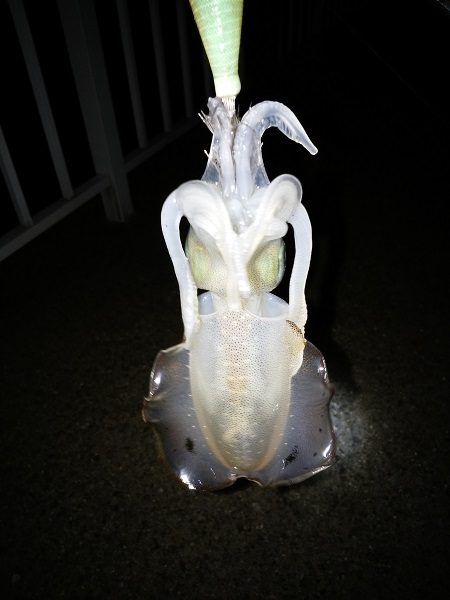 エギングは難しい・・・