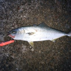 トップでツバス2連発するも・・・