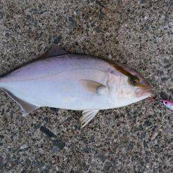 チビっ子、カンパチ!