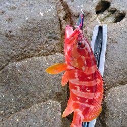 青物、根魚狙い