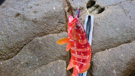 青物、根魚狙い