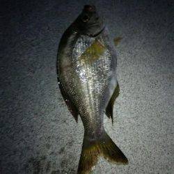 タチウオ釣れない