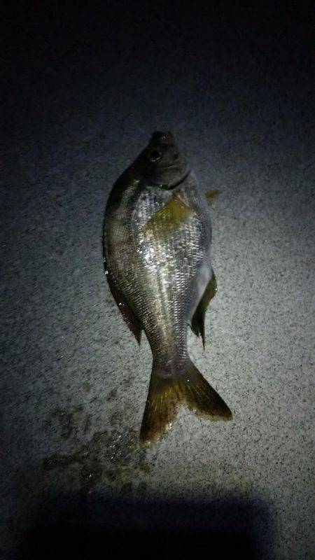 タチウオ釣れない