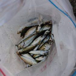 アジが爆釣