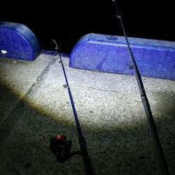 タチウオも青物も釣れず