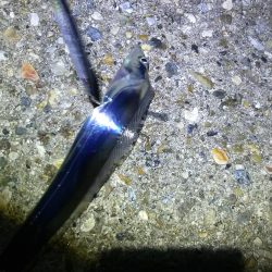 タチウオきました