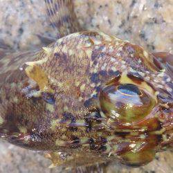 波があるときは釣れやすい！？