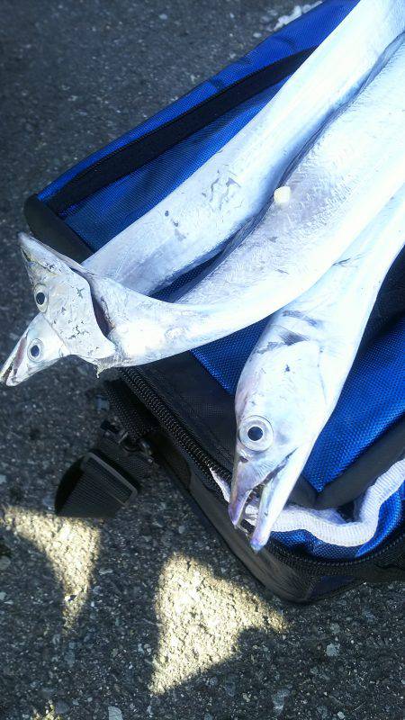 太刀魚ワインド