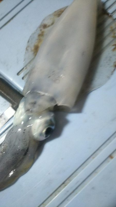 エギングぅー❗