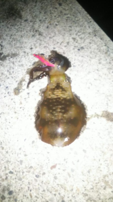 良型出ました。