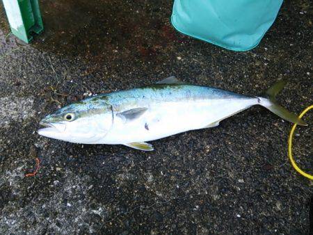 ハマチ　ヒット！