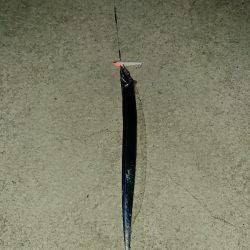 和歌山太刀魚調査