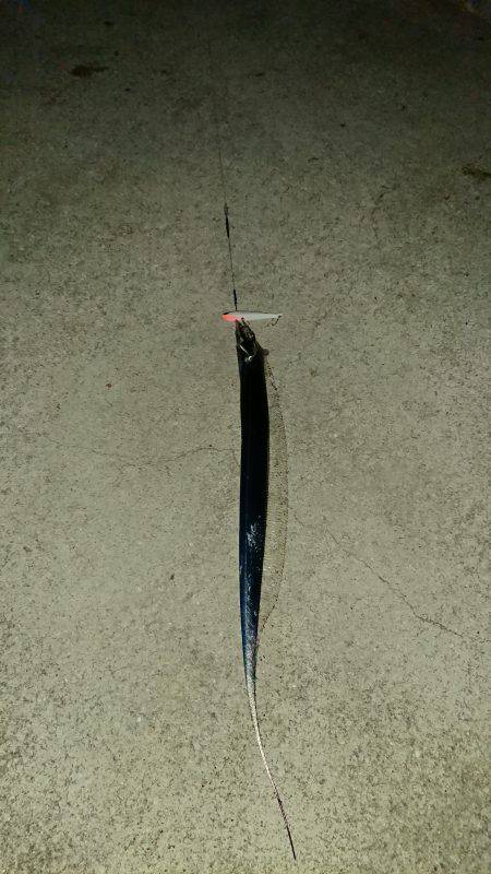 和歌山太刀魚調査