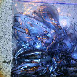 アオリとアジのダブルヘッダー