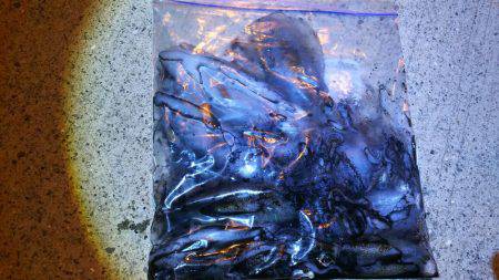 アオリとアジのダブルヘッダー