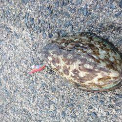 アオリイカが釣りたい!