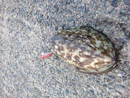 アオリイカが釣りたい！