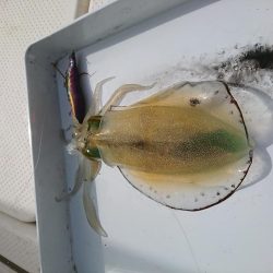 ボートエギング