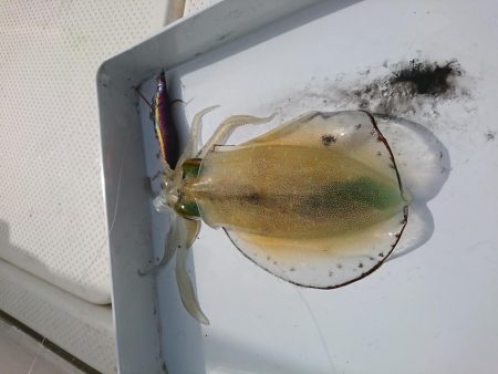 ボートエギング