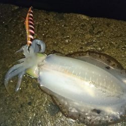 雨で気温は低いですが