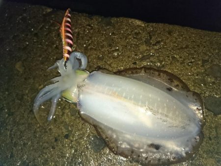 雨で気温は低いですが